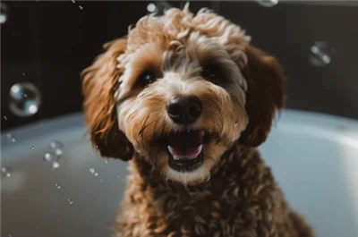 کیا میں اپنے کتے کو صابن سے دھو سکتا ہوں؟