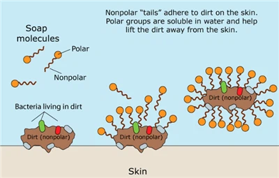 صابن جراثیم کو کیسے مارتا ہے کیا آپ جانتے ہیں؟