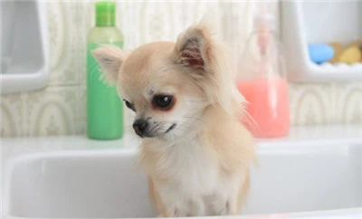 کیا ڈش صابن کتوں کے لیے محفوظ ہے؟